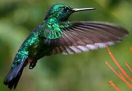 Blue-tailed Emerald