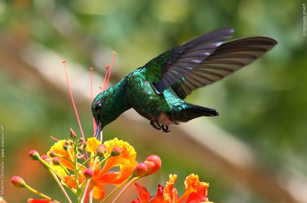 Blue-tailed Emerald male adult, Flight, feeding habits