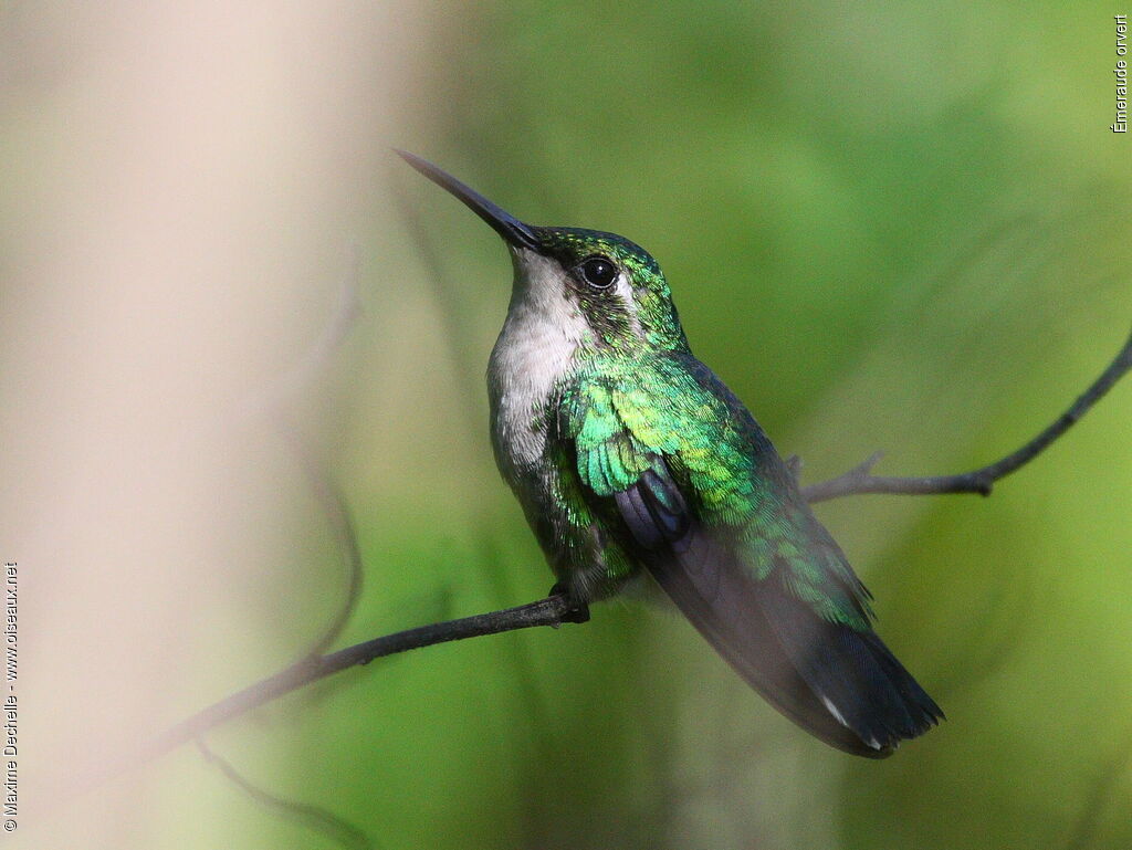 Émeraude orvert femelle adulte, identification