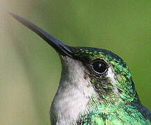 Blue-tailed Emerald