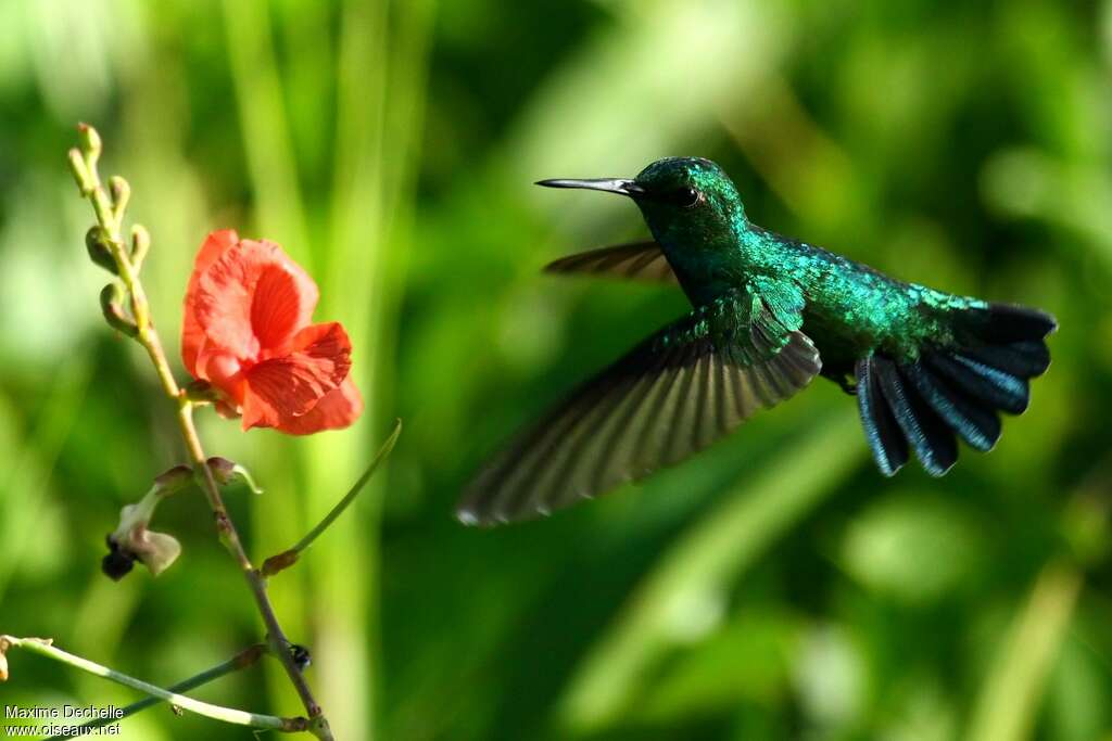 Blue-tailed Emerald male adult, Flight, feeding habits