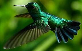 Blue-tailed Emerald