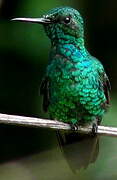 Blue-tailed Emerald