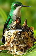 Blue-tailed Emerald