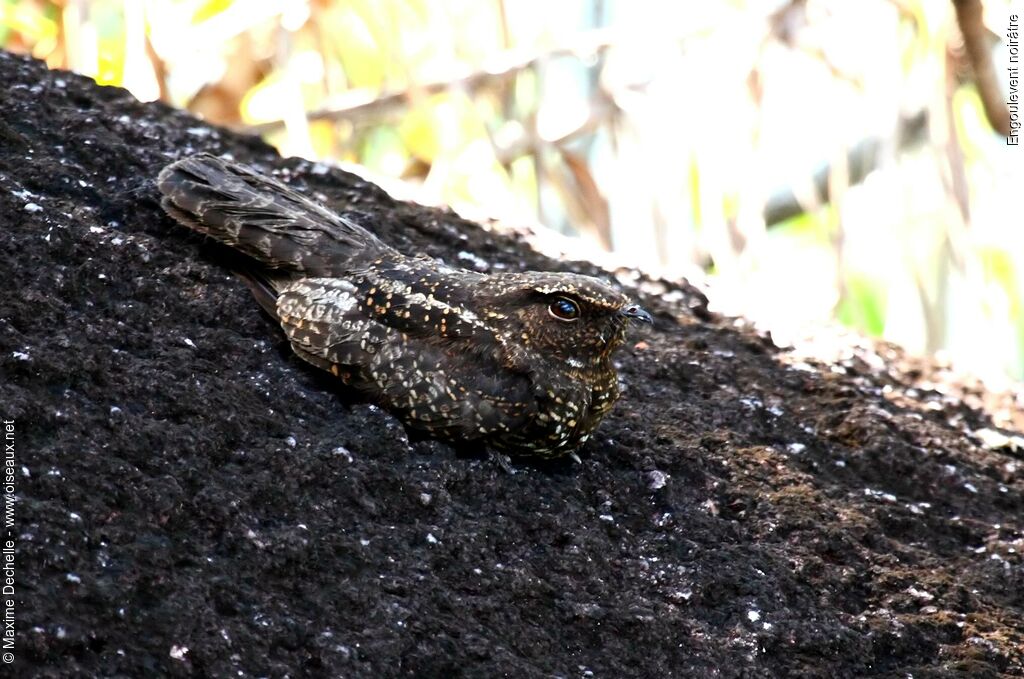 Blackish Nightjar, identification