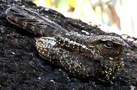 Blackish Nightjar