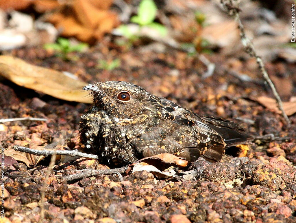 Blackish Nightjar, identification