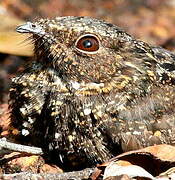 Blackish Nightjar