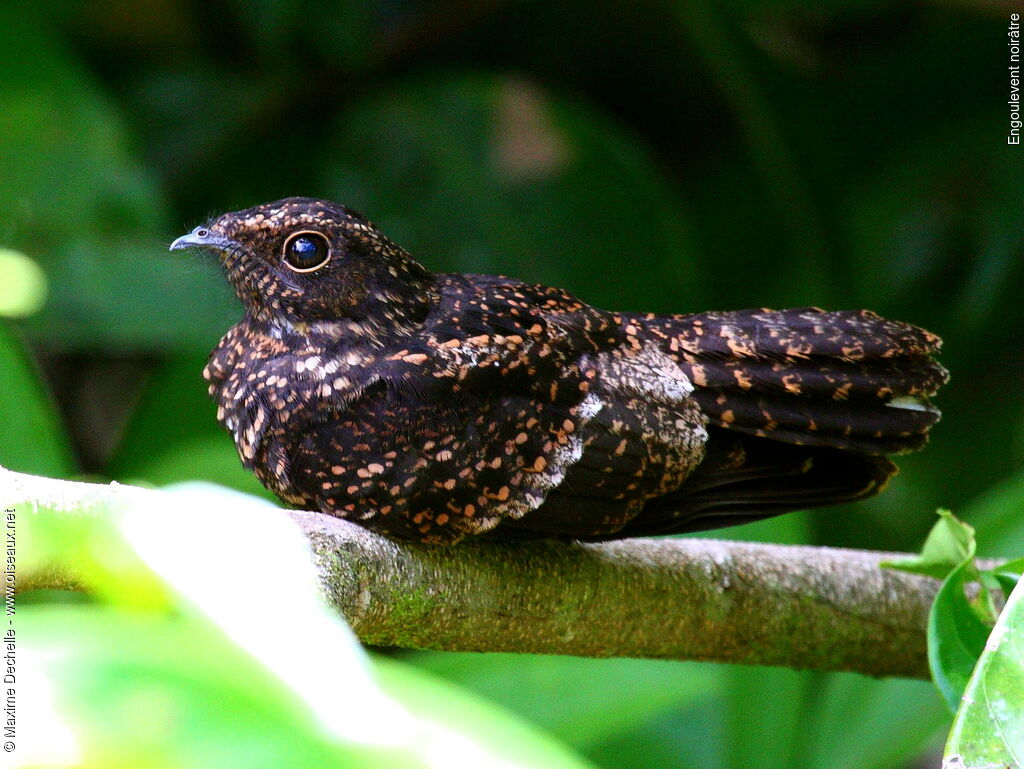 Blackish Nightjar, identification