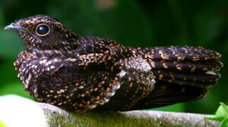 Blackish Nightjar