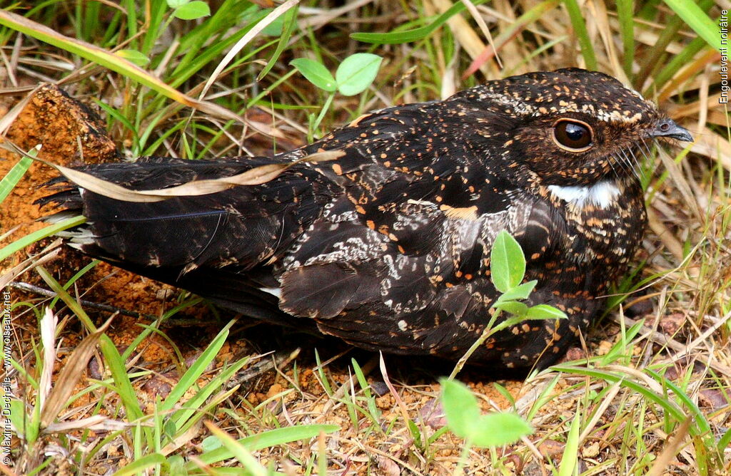 Blackish Nightjar, identification