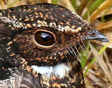 Blackish Nightjar