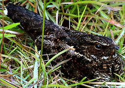 Blackish Nightjar