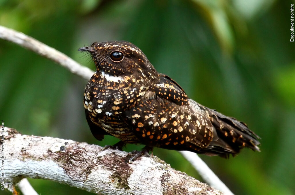 Blackish Nightjar, identification