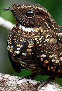 Blackish Nightjar