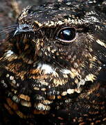 Blackish Nightjar