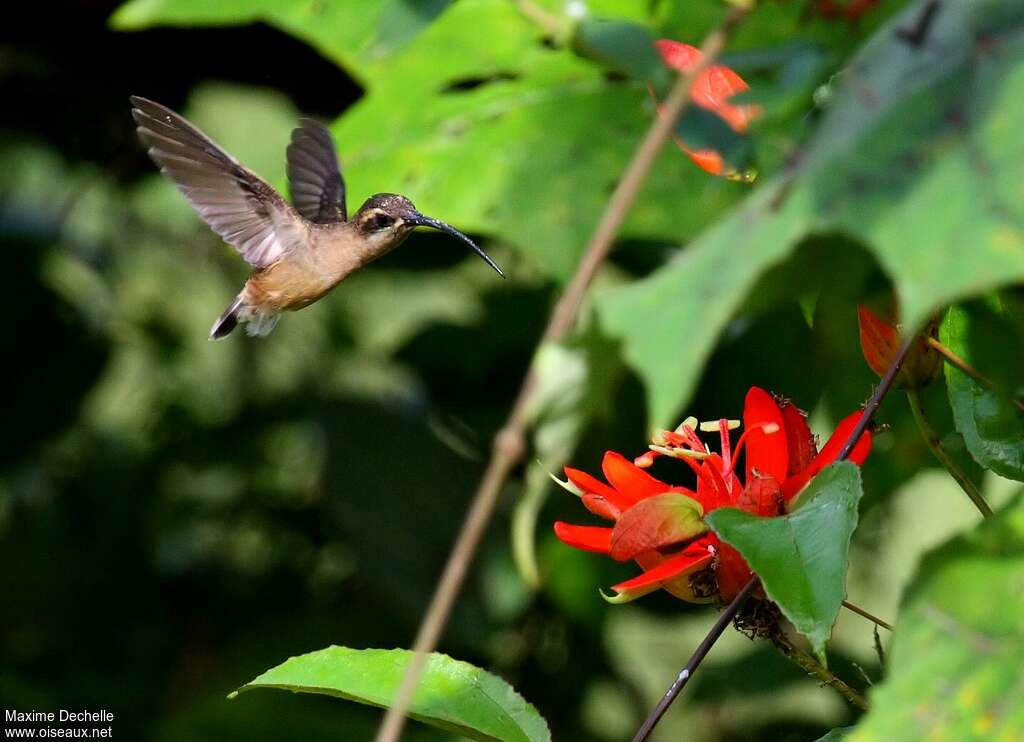 Long-tailed Hermit, Flight, feeding habits