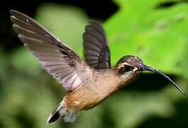 Long-tailed Hermit