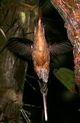 Great-billed Hermit