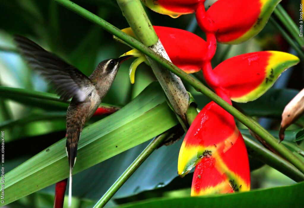 Great-billed Hermit, Flight, feeding habits