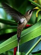 Great-billed Hermit