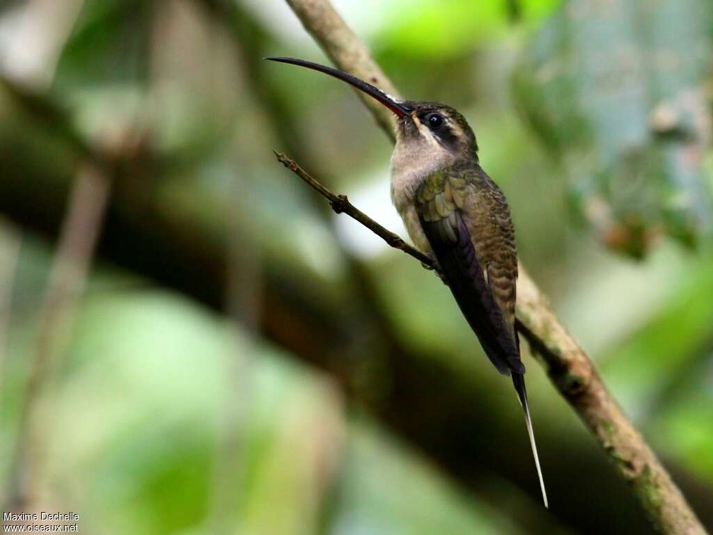 Great-billed Hermit, identification