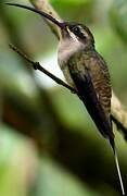 Great-billed Hermit