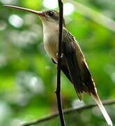 Straight-billed Hermit