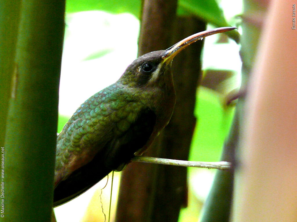 Rufous-breasted Hermit