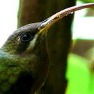 Ermite hirsute
