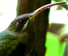 Rufous-breasted Hermit