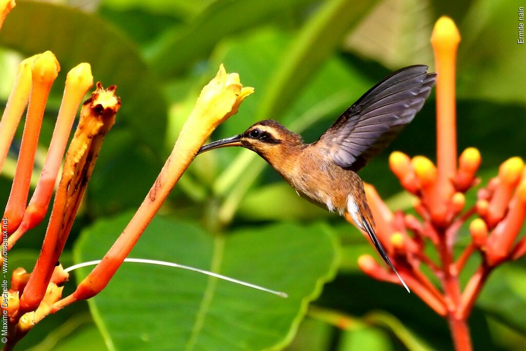 Little Hermit, identification, Flight, feeding habits