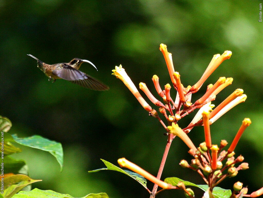 Little Hermit, Flight, feeding habits