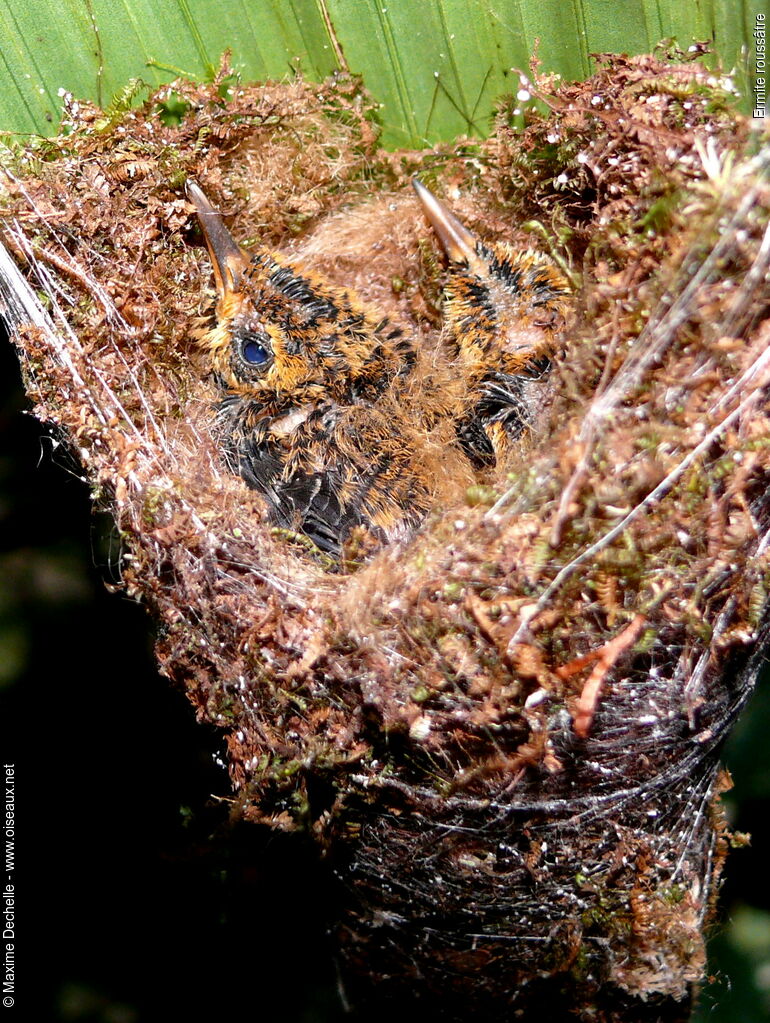 Reddish Hermitjuvenile