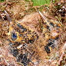 Ermite roussâtre