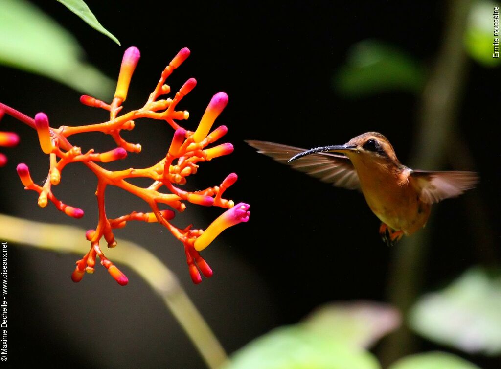 Reddish Hermit, Flight, Behaviour