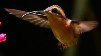 Reddish Hermit