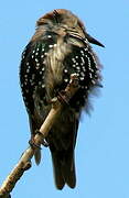 Common Starling