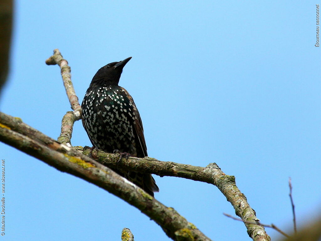 Common Starling