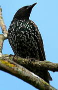 Common Starling