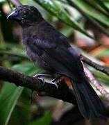 Blue-black Grosbeak