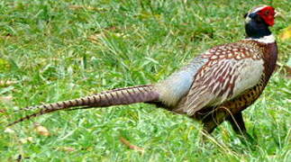 Common Pheasant