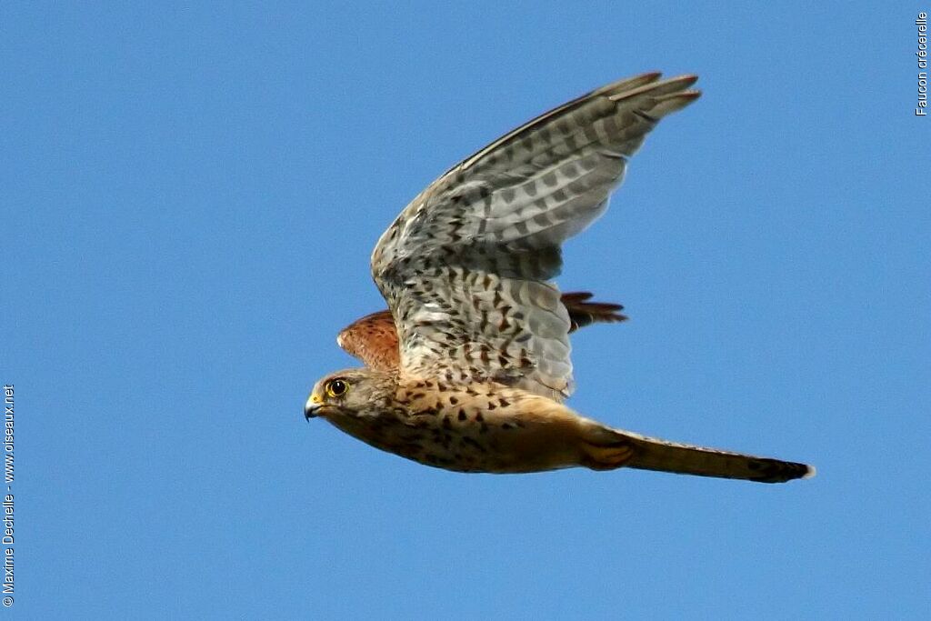 Faucon crécerelle, Vol