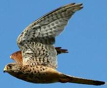 Common Kestrel