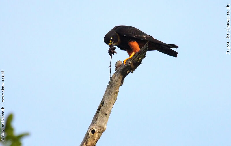 Bat Falcon, feeding habits