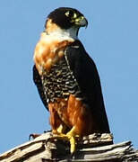 Orange-breasted Falcon