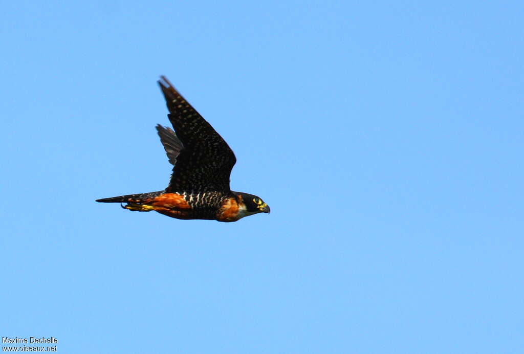 Orange-breasted Falcon, Flight