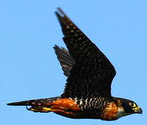 Orange-breasted Falcon