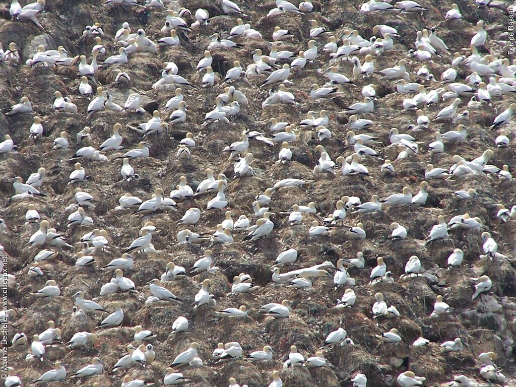 Northern Gannet, identification, Behaviour