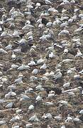 Northern Gannet